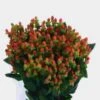 Hypericum Red Berries 1 Hypericum Red Berries -Flower Plants Sales 2024 07666A Hypericum Red Fc 70 Cm