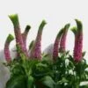 Pink Veronica Flowers -Flower Plants Sales 2024 07668A Veronica Pink