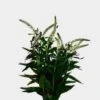 Veronica White Flower -Flower Plants Sales 2024 07669B Veronica White Flower