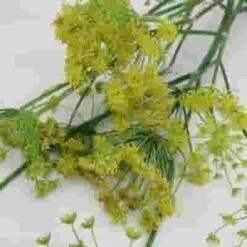 Assorted Herbs (6 Bunches) -Flower Plants Sales 2024 07671F Assorted Herbs 6 Bunches