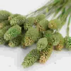 Assorted Fancy Grasses (6 Bunches) -Flower Plants Sales 2024 07672D Assorted Fancy Grasses 6 Bunches