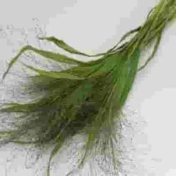 Assorted Fancy Grasses (6 Bunches) -Flower Plants Sales 2024 07672F Assorted Fancy Grasses 6 Bunches