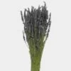 Lavender Dried Flower -Flower Plants Sales 2024 07694D Lavender Dried Flower
