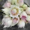 Protea Blushing Bride Flowers 2 Protea Blushing Bride Flowers -Flower Plants Sales 2024 07732B Protea Blushing Bride