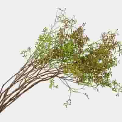 Eucalyptus Naked Seeded Greenery 3 Eucalyptus Naked Seeded Greenery