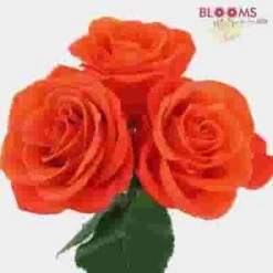 Rose Orange Crush 40cm Bulk -Flower Plants Sales 2024 07761B Rose Orange Crush 40cm