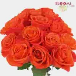 Rose Orange Crush 40cm Bulk -Flower Plants Sales 2024 07761C Rose Orange Crush 40cm