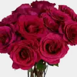 Rose Pink Floyd 50cm Bulk -Flower Plants Sales 2024 07762F Rose Pink Floyd 50cm Bulk