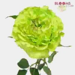 Rose Super Green 50cm