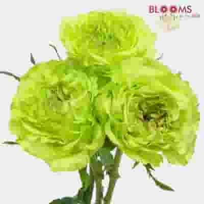 Rose Super Green 50cm 4 Rose Super Green 50cm - Image 2
