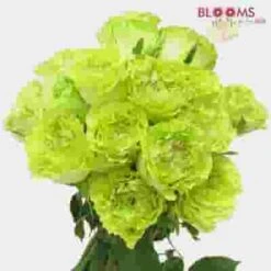 Rose Super Green 50cm 7 Rose Super Green 50cm -Flower Plants Sales 2024 07764D Rose Super Green 50cm