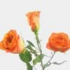 Spray Rose Orange -Flower Plants Sales 2024 07784C Spray Rose Orange