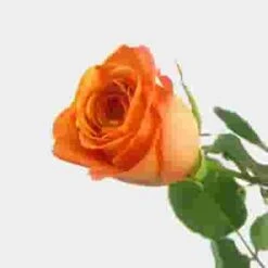 Spray Rose Orange -Flower Plants Sales 2024 07784E Spray Rose Orange