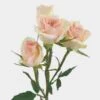 Spray Rose Chablis -Flower Plants Sales 2024 07785A Spray Rose Chablis