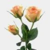 Spray Rose Peach 2 Spray Rose Peach -Flower Plants Sales 2024 07786E Spray Rose Peach