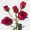 Spray Rose Hot Pink 2 Spray Rose Hot Pink -Flower Plants Sales 2024 07787D Spray Rose Hot Pink