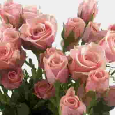 Spray Rose Light Pink 5 Spray Rose Light Pink - Image 3