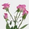 Spray Rose Purple Sky -Flower Plants Sales 2024 07789F Spray Rose Purple Sky