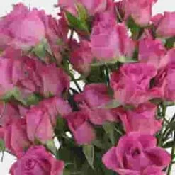Spray Rose Purple Sky -Flower Plants Sales 2024 07789H Spray Rose Purple Sky