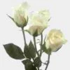 Spray Rose White -Flower Plants Sales 2024 07790G Spray Rose White