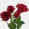 Spray Rose Red 2 Spray Rose Red -Flower Plants Sales 2024 07791D Spray Rose Red