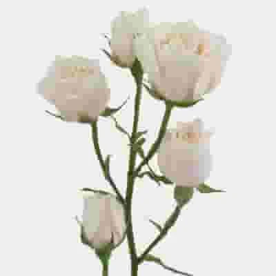 Spray Rose White Majolica 3 Spray Rose White Majolica