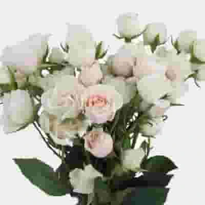 Spray Rose White Majolica 4 Spray Rose White Majolica - Image 2