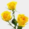 Spray Rose Yellow -Flower Plants Sales 2024 07793D Spray Rose Yellow
