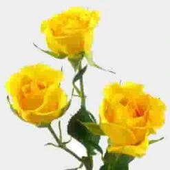 Spray Rose Yellow