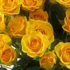 Spray Rose Yellow -Flower Plants Sales 2024 07793F Spray Rose Yellow
