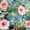 Pantone Rose Quartz & Serenity Flower Pack -Flower Plants Sales 2024 07797A Pantone Rose Quartz Serenity Flower Pack