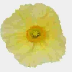 Assorted Hybrid Poppy (20 Bunches) -Flower Plants Sales 2024 07798K Assorted Hybrid Poppy 12 Bunches