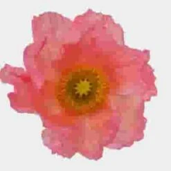 Assorted Hybrid Poppy (20 Bunches) -Flower Plants Sales 2024 07798L Assorted Hybrid Poppy 12 Bunches