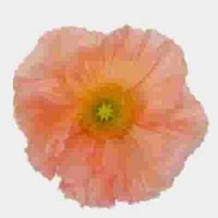 Assorted Hybrid Poppy (20 Bunches) -Flower Plants Sales 2024 07798M Assorted Hybrid Poppy 12 Bunches