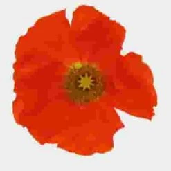 Assorted Hybrid Poppy (20 Bunches) -Flower Plants Sales 2024 07798N Assorted Hybrid Poppy 12 Bunches