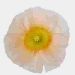 Assorted Hybrid Poppy (20 Bunches) -Flower Plants Sales 2024 07798O Assorted Hybrid Poppy 12 Bunches