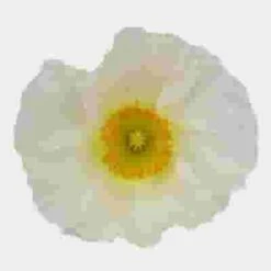 Assorted Hybrid Poppy (20 Bunches) -Flower Plants Sales 2024 07798P Assorted Hybrid Poppy 12 Bunches
