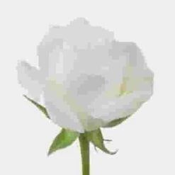 Rose Akito White 40 Cm