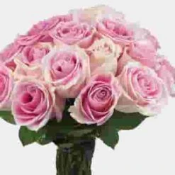 Rose Rosita Vendela Medium Pink 50cm -Flower Plants Sales 2024 07803F Rose Rosita Vendela Medium Pink 50cm