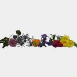Festival Wedding Flower Pack -Flower Plants Sales 2024 07805I Festival Wedding Flower Pack