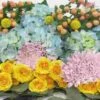Sorbet Wedding Flower Pack -Flower Plants Sales 2024 07806A Sorbet Wedding Flower Pack