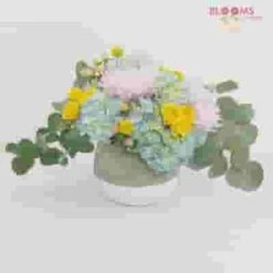 Sorbet Wedding Flower Pack -Flower Plants Sales 2024 07806D Sorbet Wedding Flower Pack