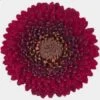 Gerpom Burgundy Flower -Flower Plants Sales 2024 07809B Gerpom Burgundy Flower