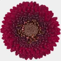 Gerpom Burgundy Flower