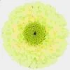 Gerpom Green Flower -Flower Plants Sales 2024 07810A Germini Green