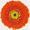 Gerpom Orange Flower 1 Gerpom Orange Flower -Flower Plants Sales 2024 07811A Germini Orange