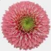 Gerpom Pink Flower -Flower Plants Sales 2024 07812A Gerpom Pink