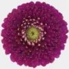 Gerpom Purple Flower -Flower Plants Sales 2024 07813A Germpom Purple
