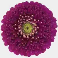 Gerpom Purple Flower