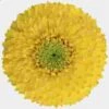 Gerpom Yellow Flower 2 Gerpom Yellow Flower -Flower Plants Sales 2024 07816A Gerpom Yellow